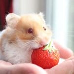 Can Hamsters Eat Raspberries? 13 Facts you need to know!