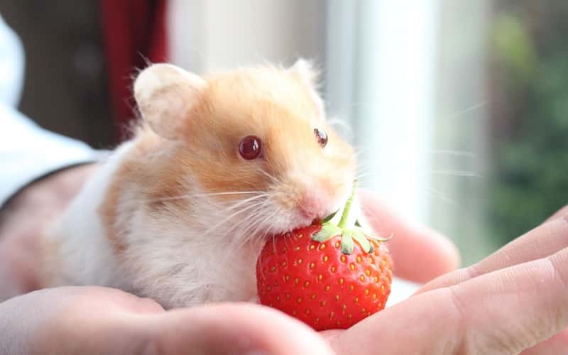 can-hamsters-eat-strawberries-10-facts-you-need-to-know