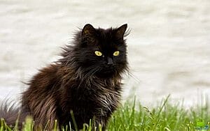 chantilly-tiffany-mixed-cat-breed-characteristics-facts-1