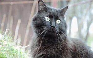 chantilly-tiffany-mixed-cat-breed-characteristics-facts-3
