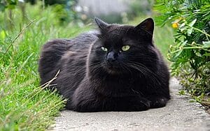 chantilly-tiffany-mixed-cat-breed-characteristics-facts