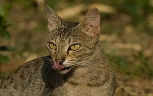 chausie-mixed-cat-breed-characteristics-facts-1