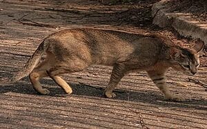 chausie-mixed-cat-breed-characteristics-facts-2