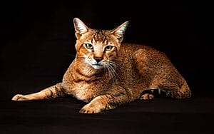 chausie-mixed-cat-breed-characteristics-facts-3