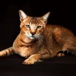 Burmilla – Mixed Cat Breed Characteristics & Facts