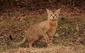 chausie-mixed-cat-breed-characteristics-facts