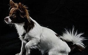 chion-mixed-dog-breed-characteristics-facts-2