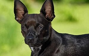 chipin-mixed-dog-breed-characteristics-facts-1