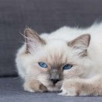 Chantilly-Tiffany – Mixed Cat Breed Characteristics & Facts