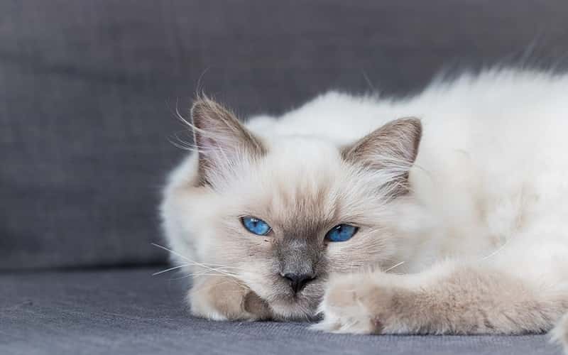 colorpoint-shorthair-mixed-cat-breed-characteristics-facts-2