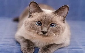 colorpoint-shorthair-mixed-cat-breed-characteristics-facts