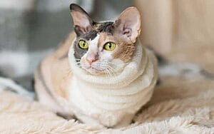 cornish-rex-mixed-cat-breed-characteristics-facts-1