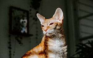 cornish-rex-mixed-cat-breed-characteristics-facts