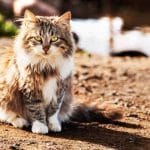 Cornish Rex – Mixed Cat Breed Characteristics & Facts
