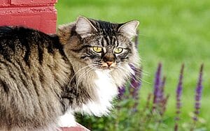 cymric-mixed-cat-breed-characteristics-facts-2