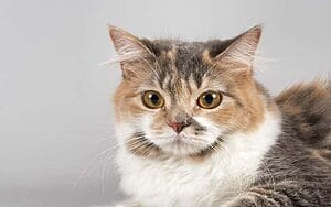cymric-mixed-cat-breed-characteristics-facts-3