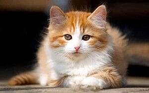 cymric-mixed-cat-breed-characteristics-facts