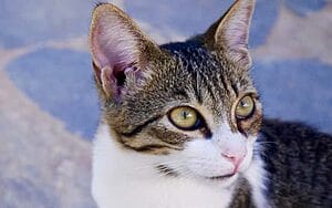 cyprus-mixed-cat-breed-characteristics-facts-1