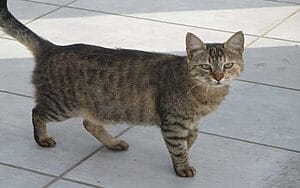cyprus-mixed-cat-breed-characteristics-facts-2