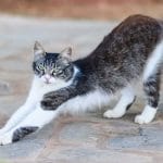 Devon Rex – Mixed Cat Breed Characteristics & Facts