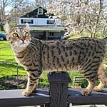 Egyptian Mau – Mixed Cat Breed Characteristics & Facts