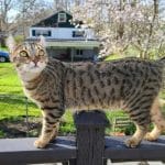 Devon Rex – Mixed Cat Breed Characteristics & Facts