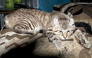 desert-lynx-mixed-cat-breed-characteristics-facts-3