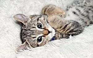 desert-lynx-mixed-cat-breed-characteristics-facts