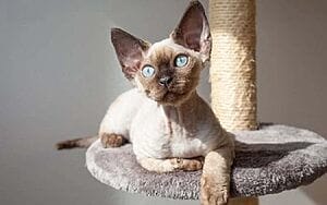 devon-rex-mixed-cat-breed-characteristics-facts-1