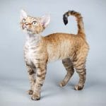 Desert Lynx – Mixed Cat Breed Characteristics & Facts