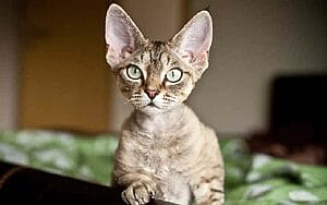 devon-rex-mixed-cat-breed-characteristics-facts