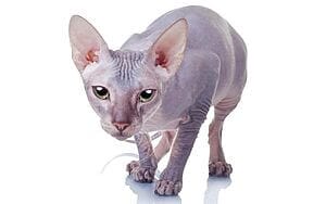 donskoy-mixed-cat-breed-characteristics-facts-1