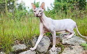 donskoy-mixed-cat-breed-characteristics-facts-2