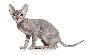 donskoy-mixed-cat-breed-characteristics-facts-3