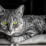 Donskoy – Mixed Cat Breed Characteristics & Facts