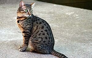 egyptian-mau-mixed-cat-breed-characteristics-facts-2