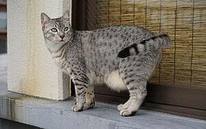 egyptian-mau-mixed-cat-breed-characteristics-facts-3