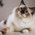 European Shorthair – Mixed Cat Breed Characteristics & Facts