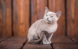 european-burmese-mixed-cat-breed-characteristics-facts-2