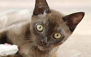european-burmese-mixed-cat-breed-characteristics-facts-3