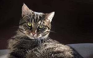 european-shorthair-mixed-cat-breed-characteristics-facts-1