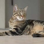 European Burmese – Mixed Cat Breed Characteristics & Facts