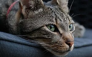 european-shorthair-mixed-cat-breed-characteristics-facts-2