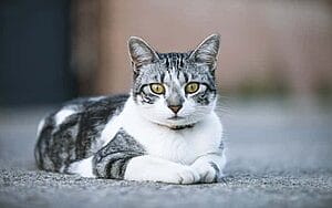 european-shorthair-mixed-cat-breed-characteristics-facts-3