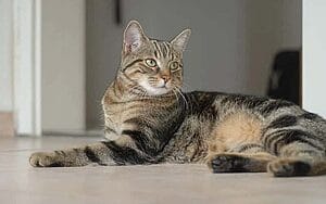 european-shorthair-mixed-cat-breed-characteristics-facts