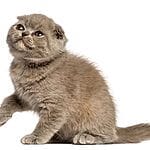 Donskoy – Mixed Cat Breed Characteristics & Facts
