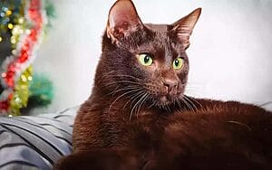havana-brown-mixed-cat-breed-characteristics-facts-2