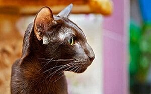havana-brown-mixed-cat-breed-characteristics-facts-3