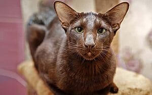 havana-brown-mixed-cat-breed-characteristics-facts