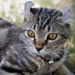 Havana Brown – Mixed Cat Breed Characteristics & Facts